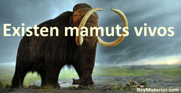 mamuts vivos 2015