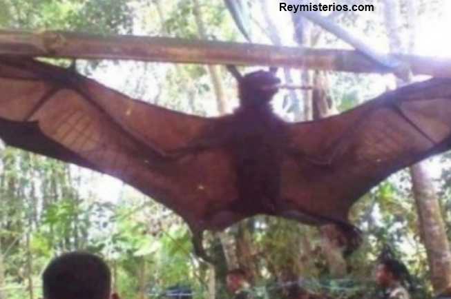 Capturado murciélago Gigante 2012