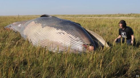 Ballena Aparece varada tierra adentro