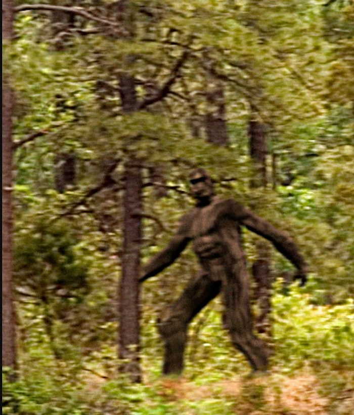 Un bifoot real caminando de lejos en el bosque