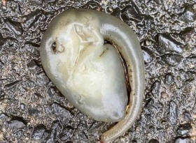criatura-alienigena-fue-encontrada-Sydney-Australia2.jpg