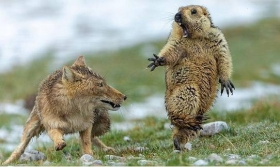 Zorro-y-la-marmota-mejor-fotografia-de-la-Naturaleza.jpg