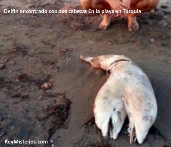 mutacion-delfin.jpg