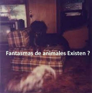 Fantasmas-de-animales-Existen.jpg