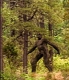 bigfoot-caminando-en-el-bosque.jpg