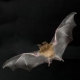 Sonar-con-murcirlagos.jpg