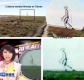 Criatura-extrana.jpg