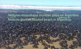escarabajos-inundan-playa-argentina.jpg