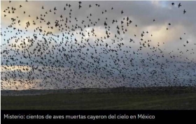 pajaros-caen-muertos-al-suelo-en-Mexico.jpg