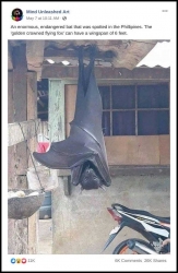 Murcielago-de-tamano-humano-viral-en-internet-2.jpg