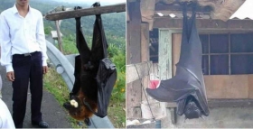 Murcielago-de-tamano-humano-viral-en-internet.jpg