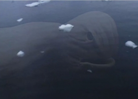 monstruo-marino-en-la-Antartida-Google-Earth.jpg