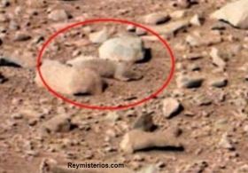 Animal-encontrado-en-Planeta-Marte.jpg