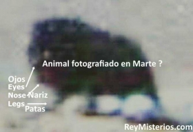 Animal-fotografiado-en-Marte.jpg