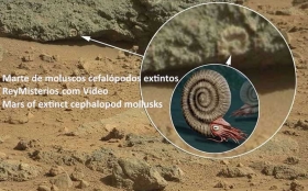 Descubrimiento-en-Marte-moluscos-cefalopodos-extintos.jpg