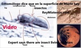 Entomologo-dice-que-en-la-superficie-de-Marte-hay-insecto.jpg