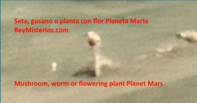 Seta-gusano-o planta-con-flor-imagen-de-Marte.jpg