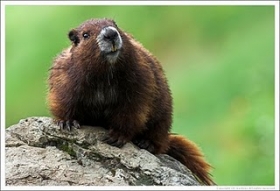 Vancouver marmota.jpg