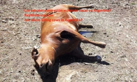 estan-matando-vacas-en-Argentina.jpg